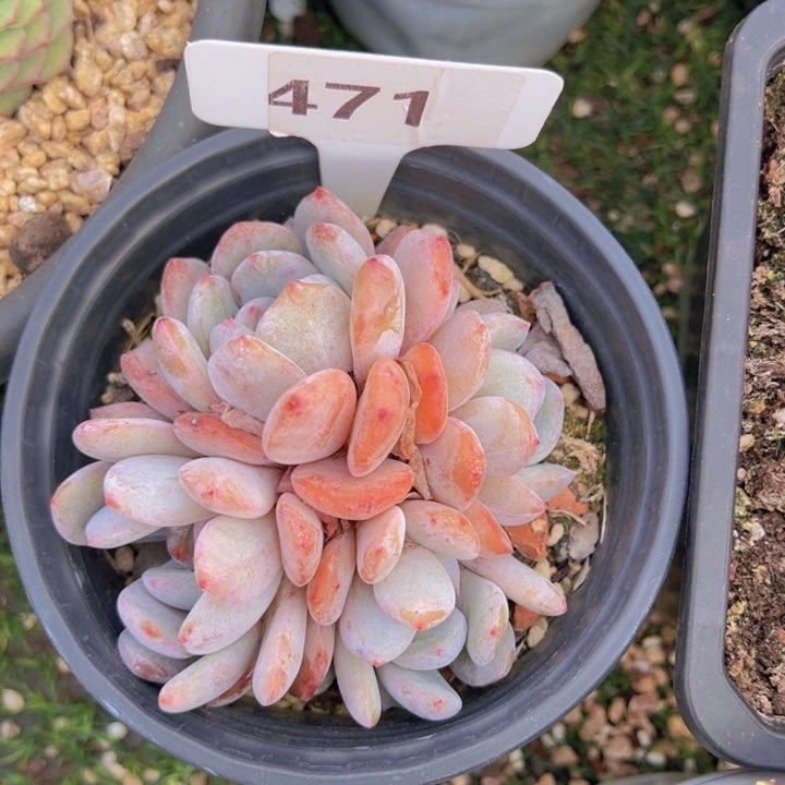 健健康康平平安安