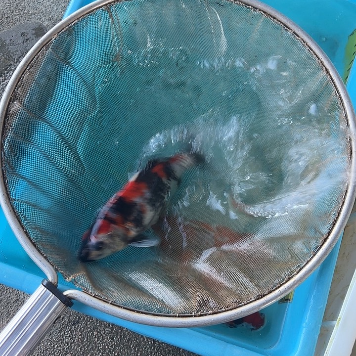 锦鲤蒙娜丽莎哦昭和20