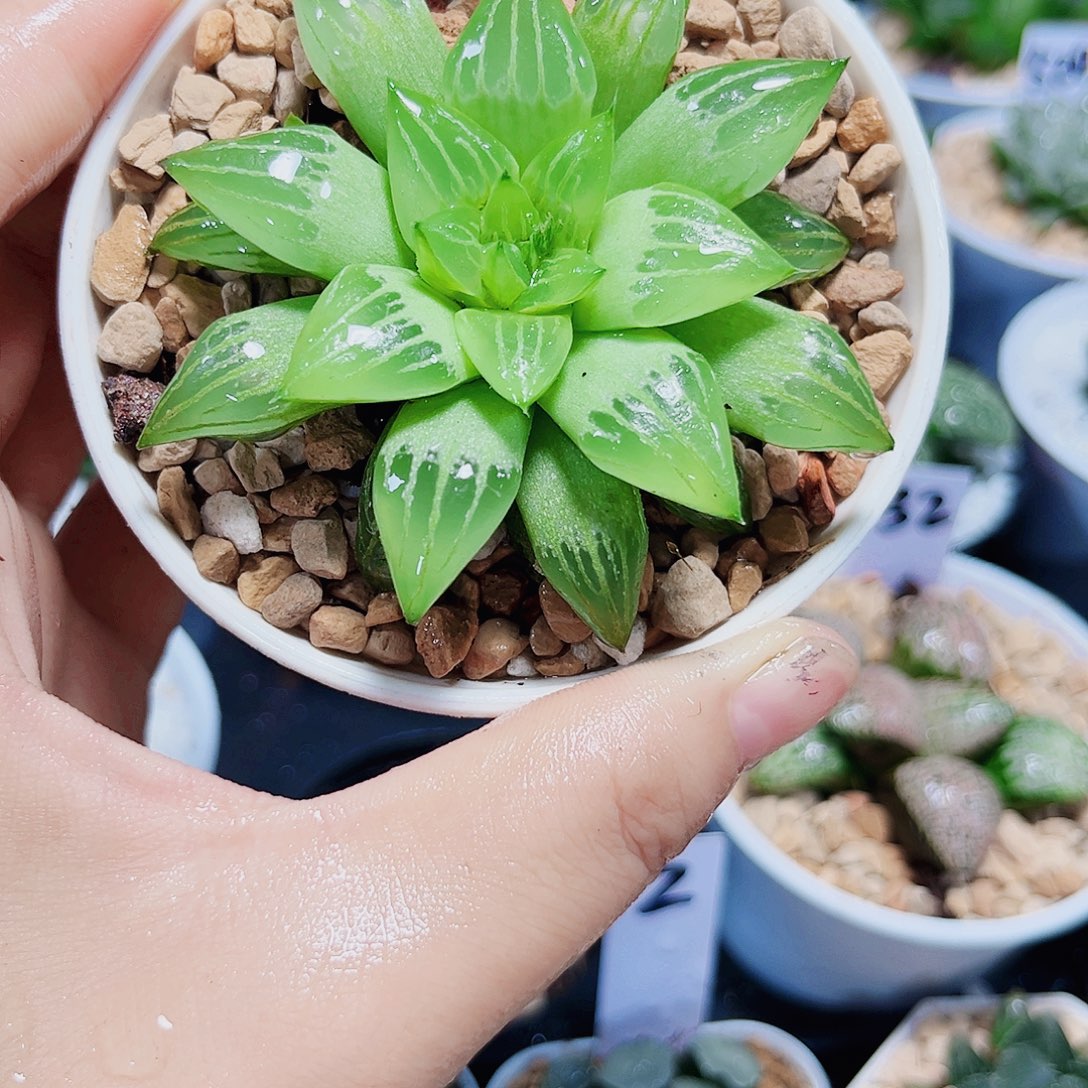 水晶寿多肉植物6666