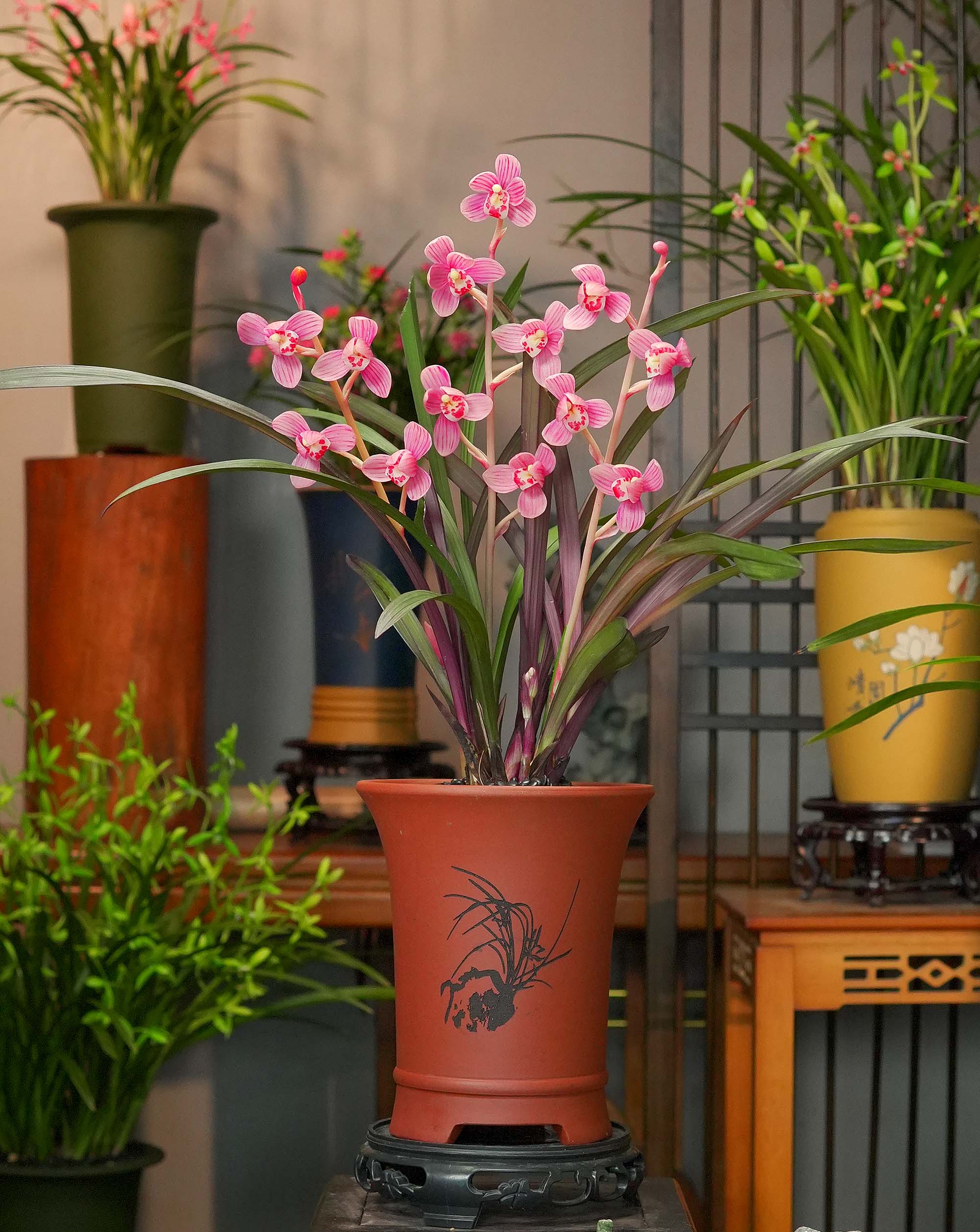 高端精品兰花 兰花红草红荷 雕刻故宫红紫砂花盆 浓香好养盆栽