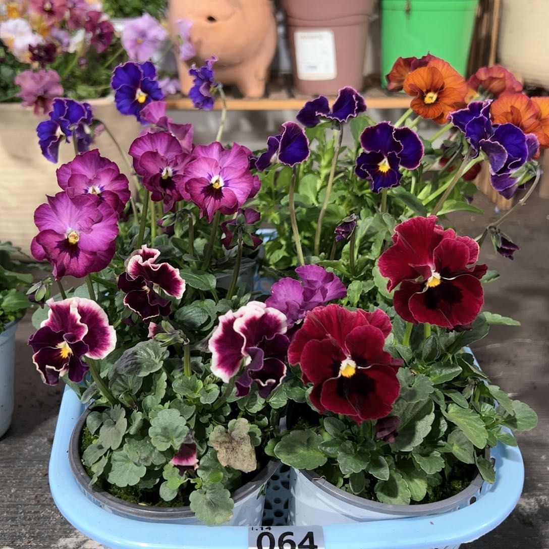 【闪购商品】064号