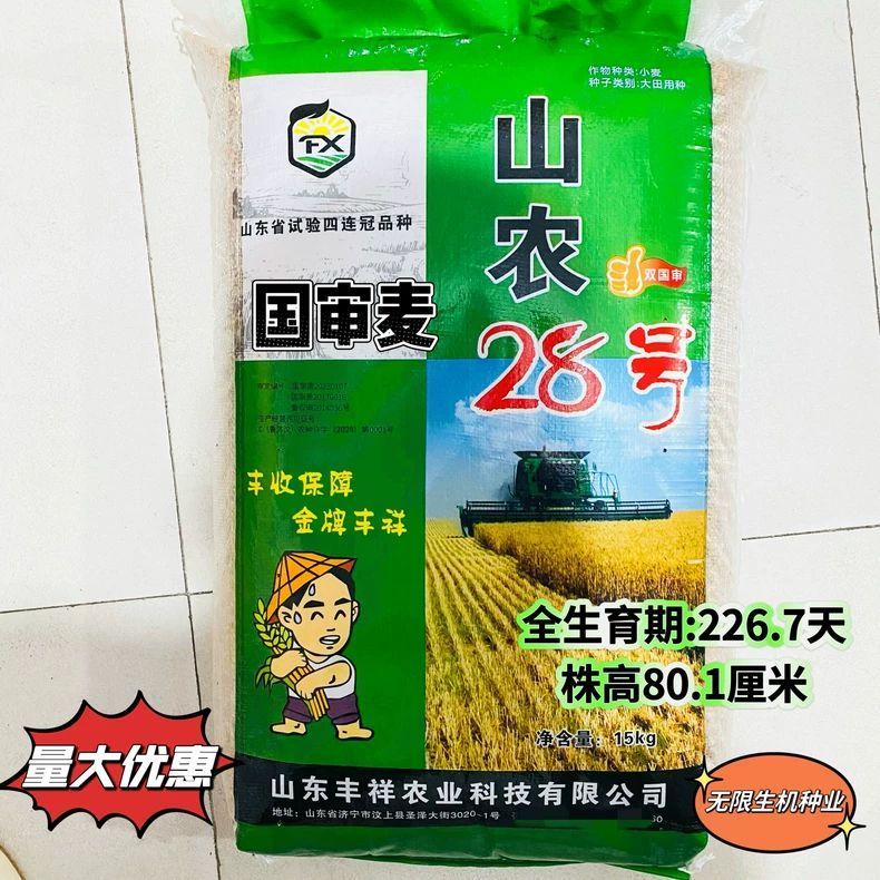 超高产小麦种子国审山农28号早熟矮杆抗病抗旱抗倒小麦种子籽白粒