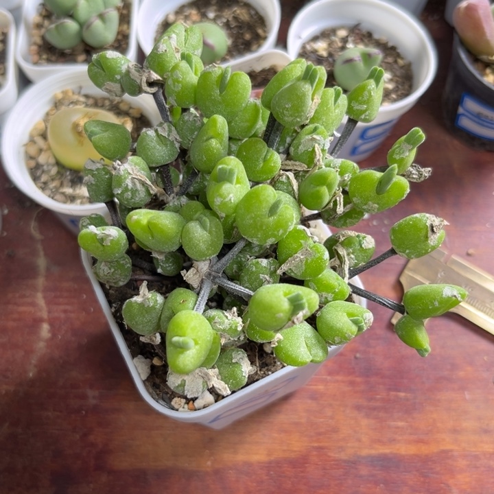 205 冰糕小兔子多肉植物