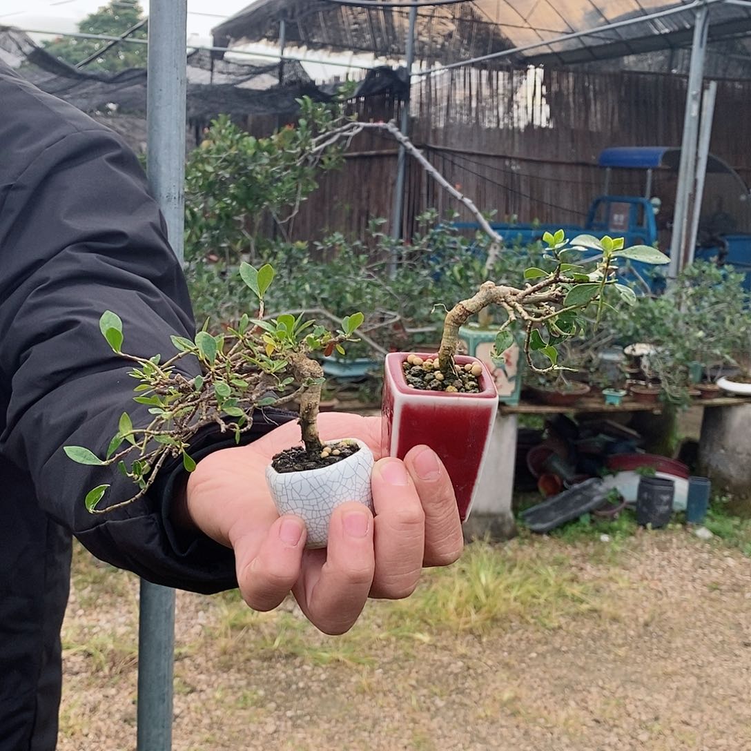 无花朵紫****?栀子花