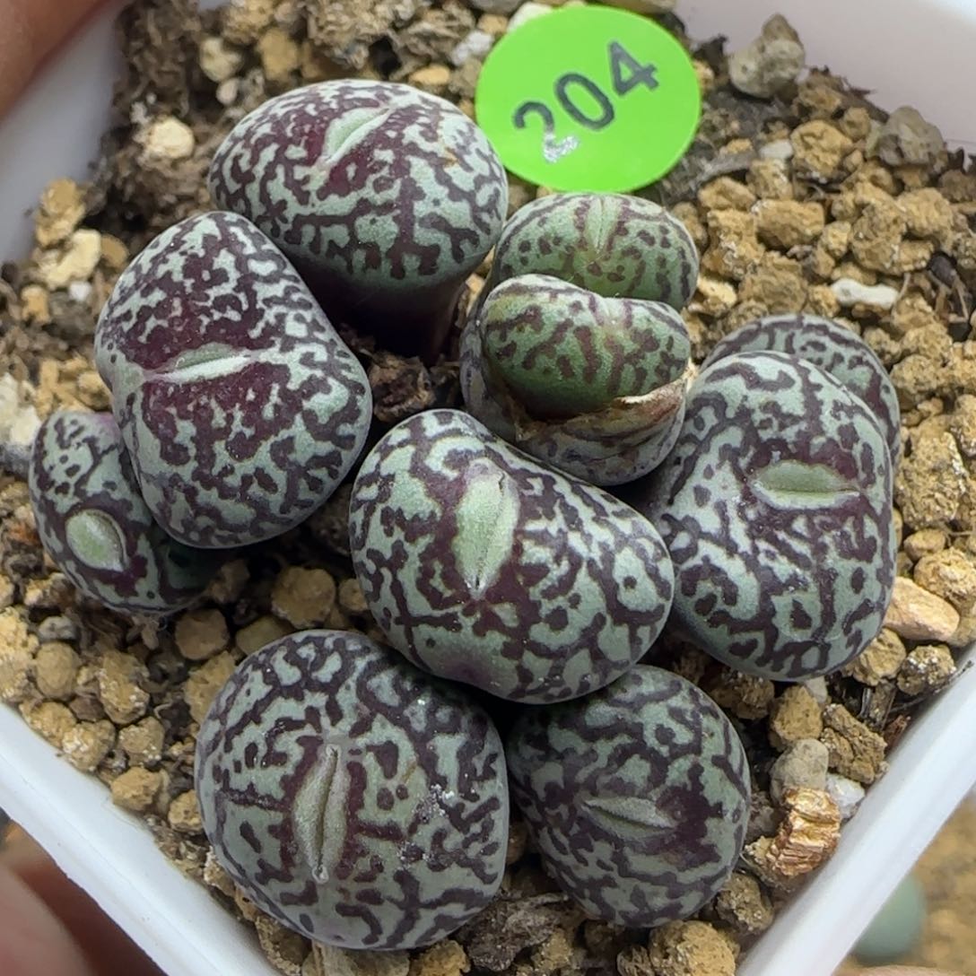 大墨小锥群多肉植物204