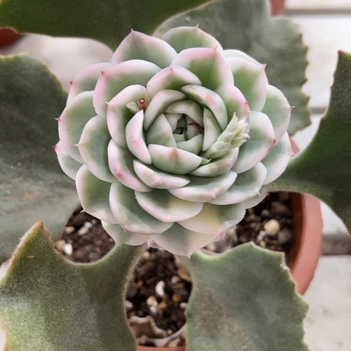 麦秆金嫁接多肉植物