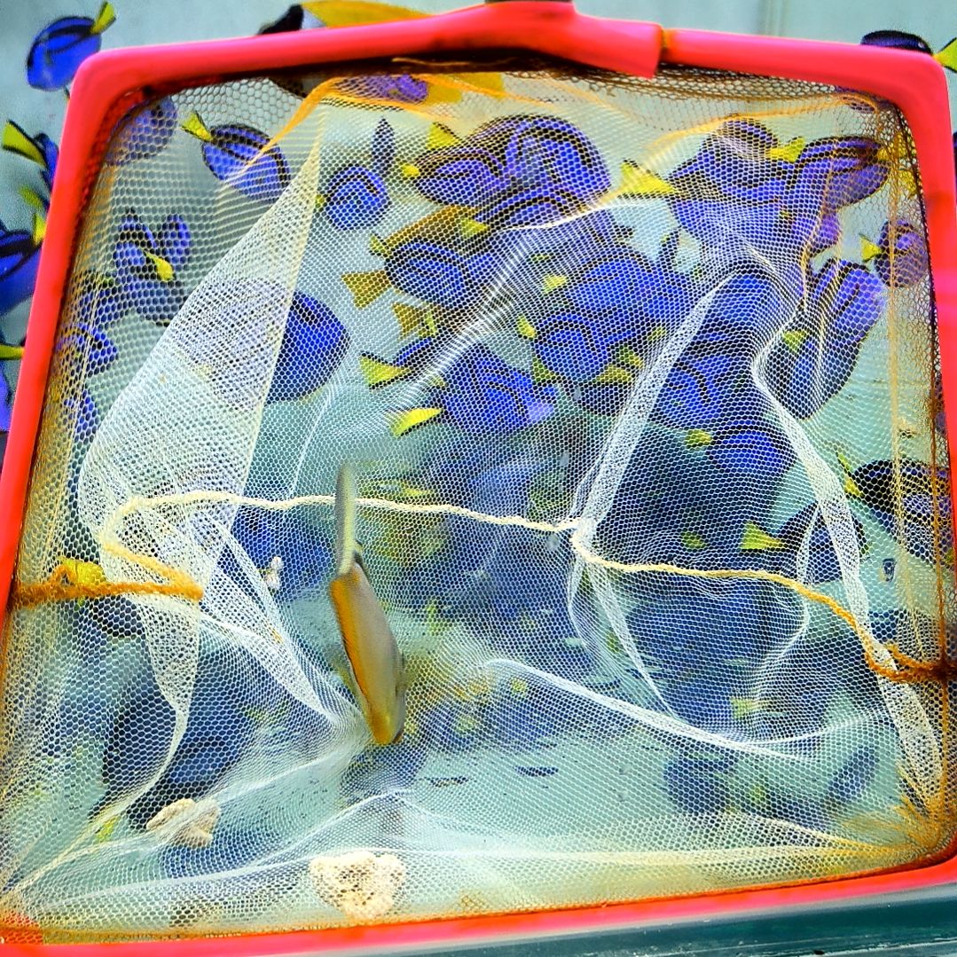 海水鱼天狗 9+/10-104-161