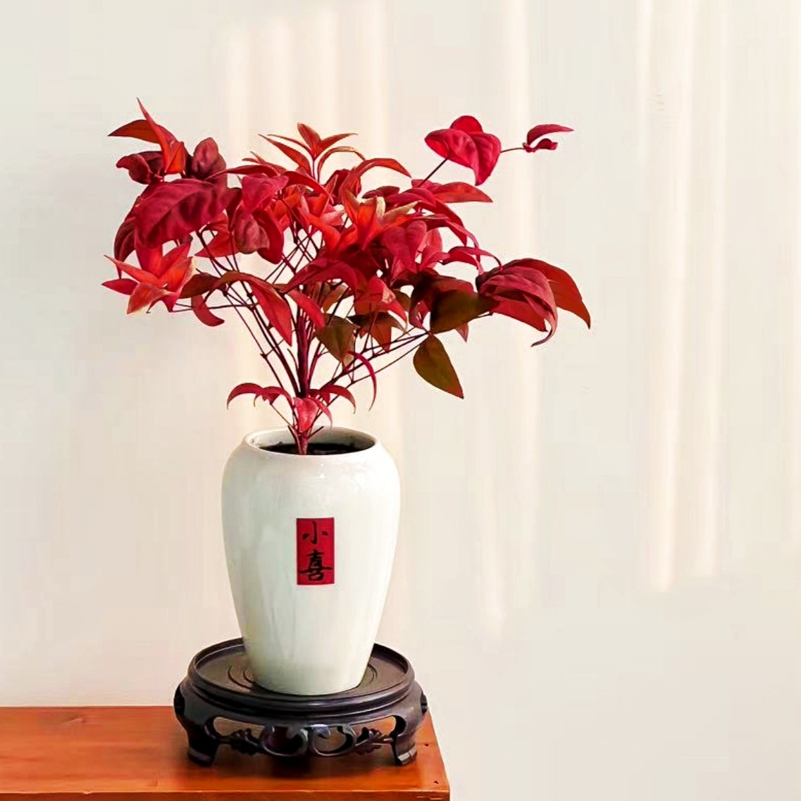 火焰南天竹盆栽耐寒易活观叶小盆景四季客厅桌面发财树绿植