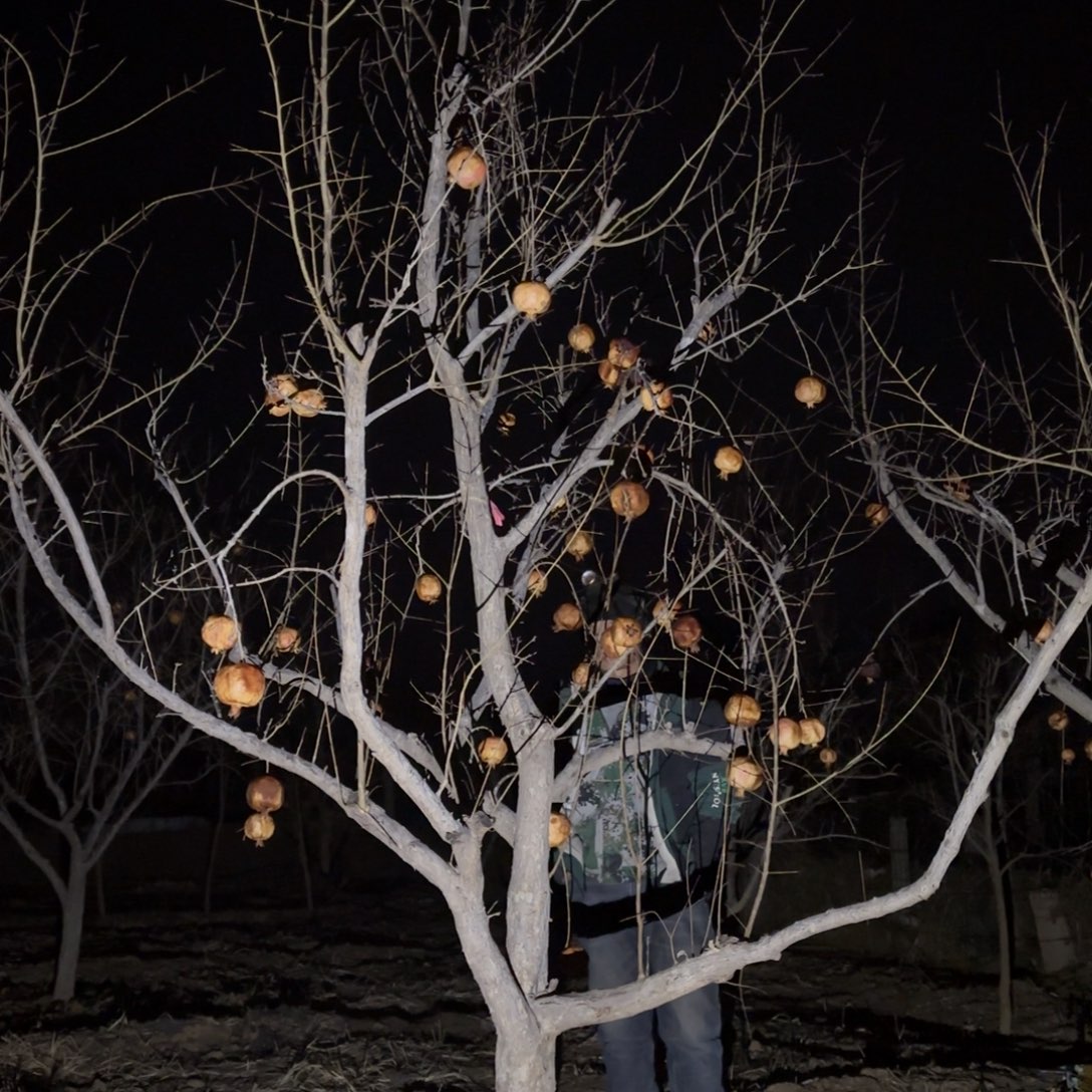 帅***哥完全开放石榴树888888克