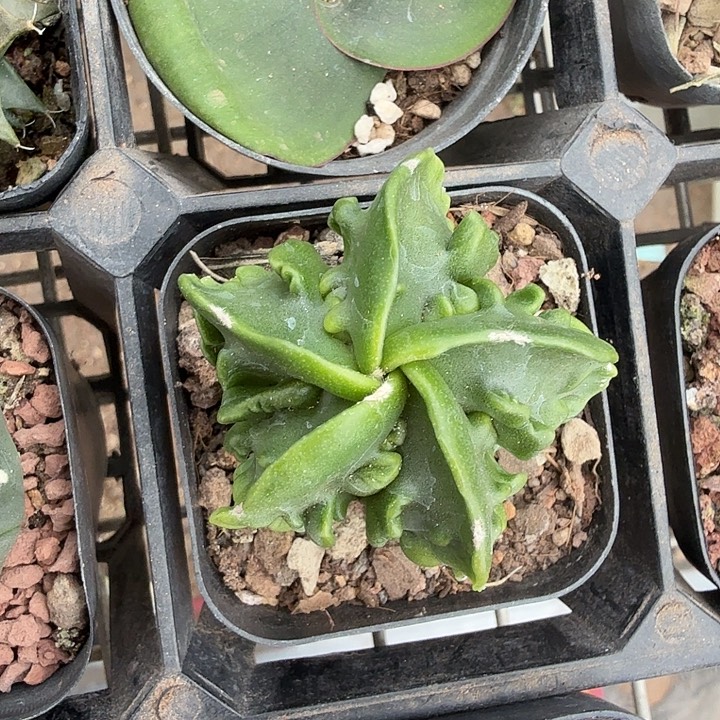 实生核桃单头4仙人球