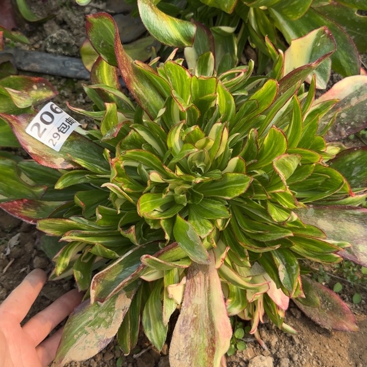 魅影七彩……多肉植物……