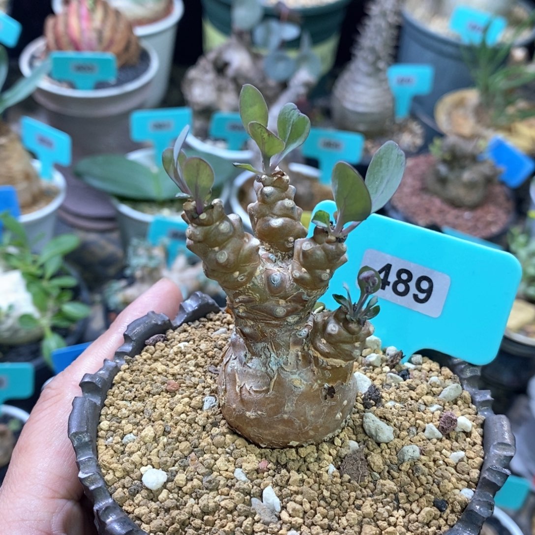 蛮鬼塔杂多肉植物