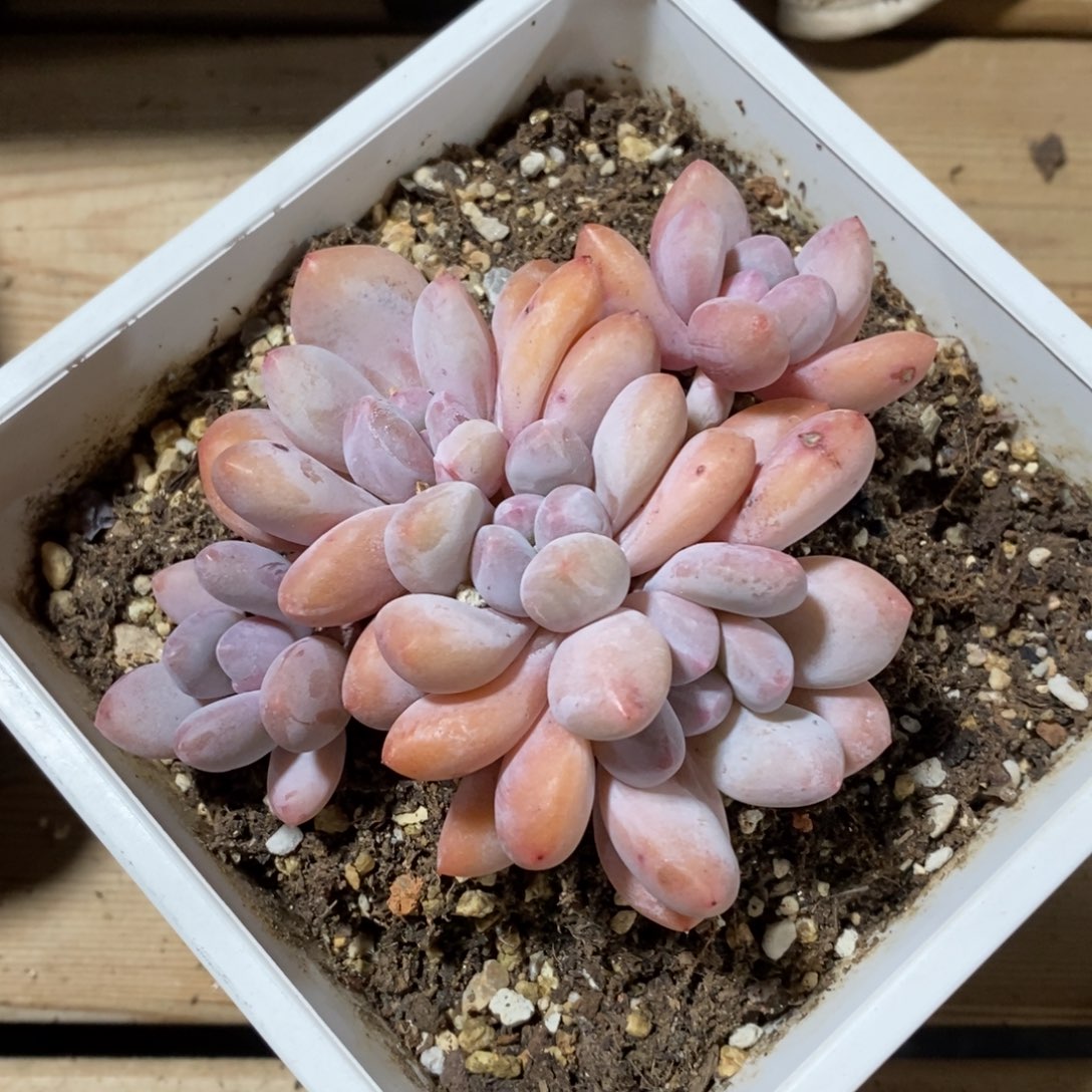 自助下单一物一拍多肉，下滑有惊喜