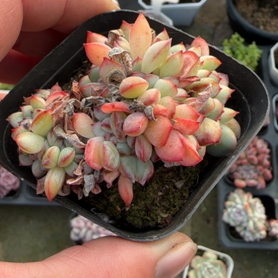 232泡芙缀多肉植物多