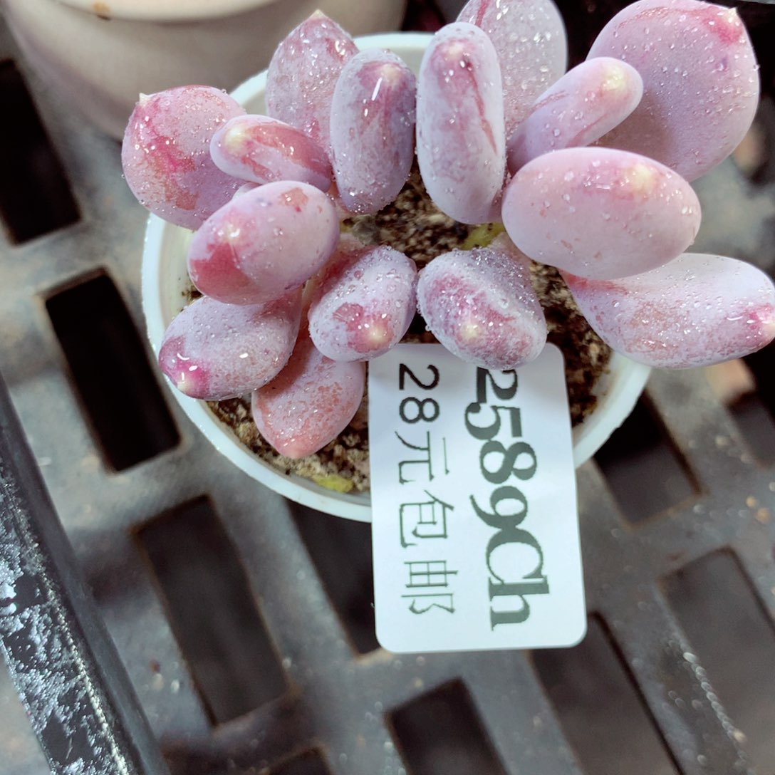 5厘米盆精控多肉2589