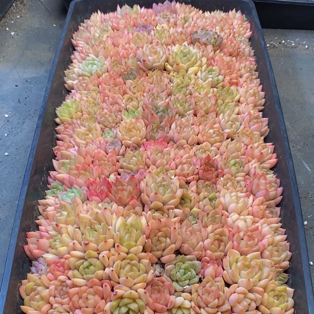 587多人在一起了。我