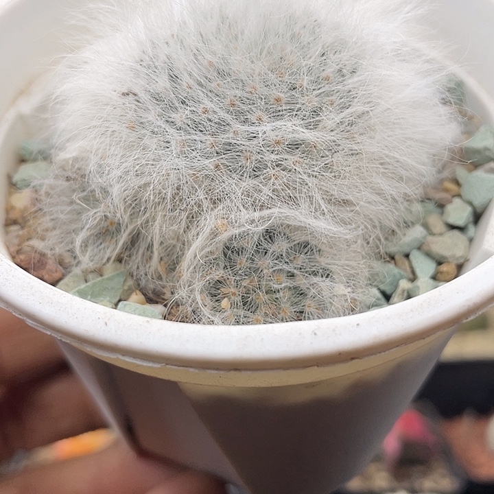 无刺丽光殿群一盆包邮