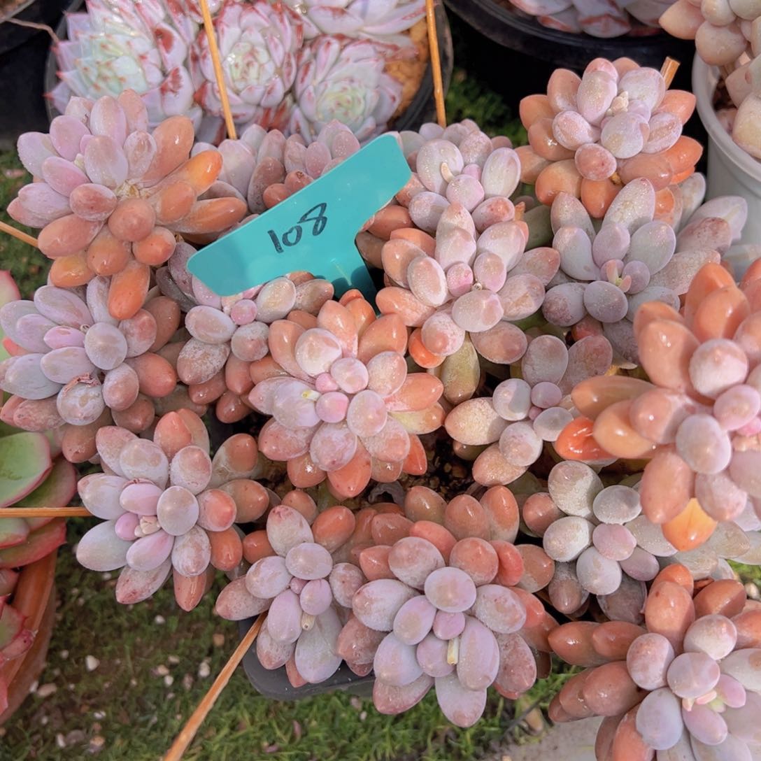 香玉的故事是一个人的故事