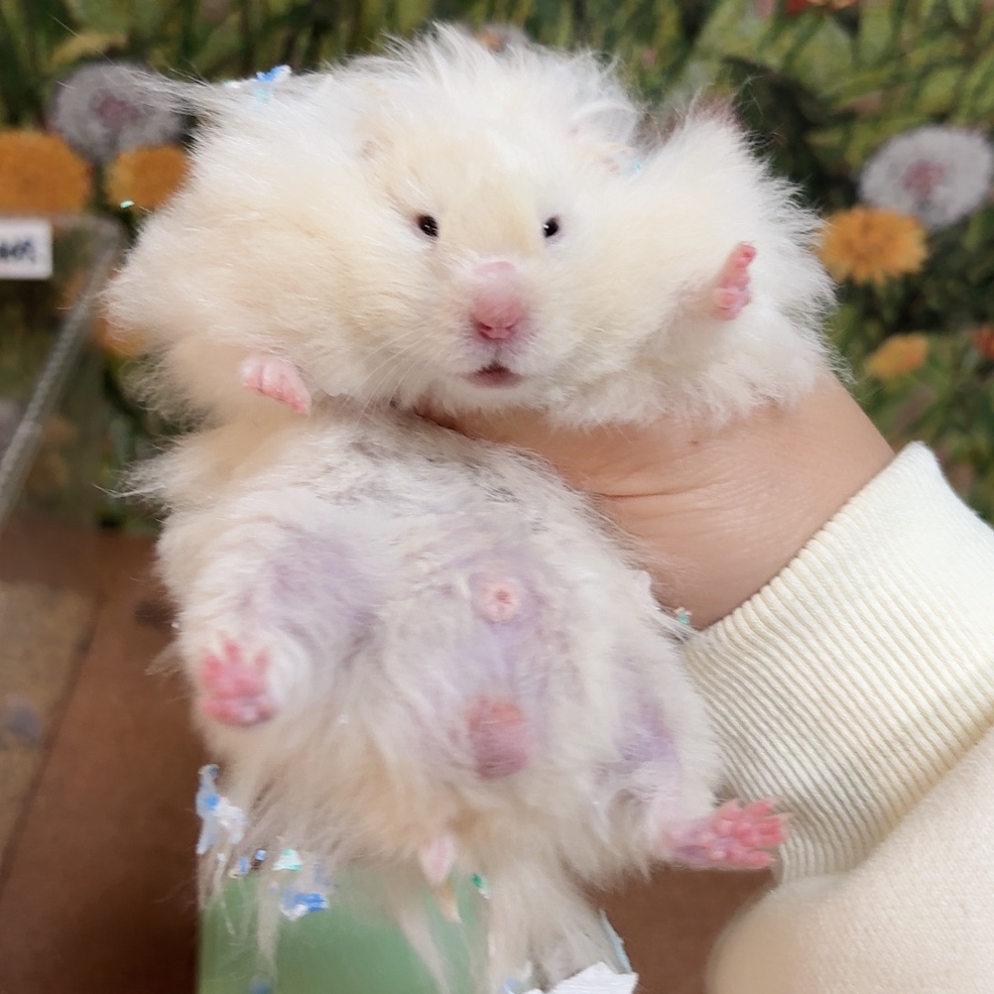 直毛蜜重点色弟弟162克3个月