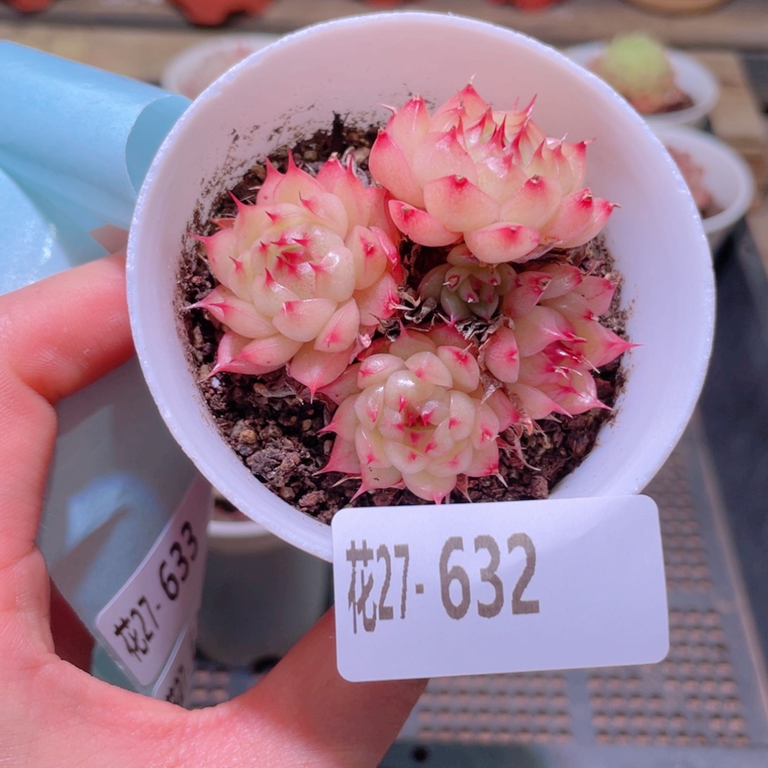 花利美27-632海王 叶伤