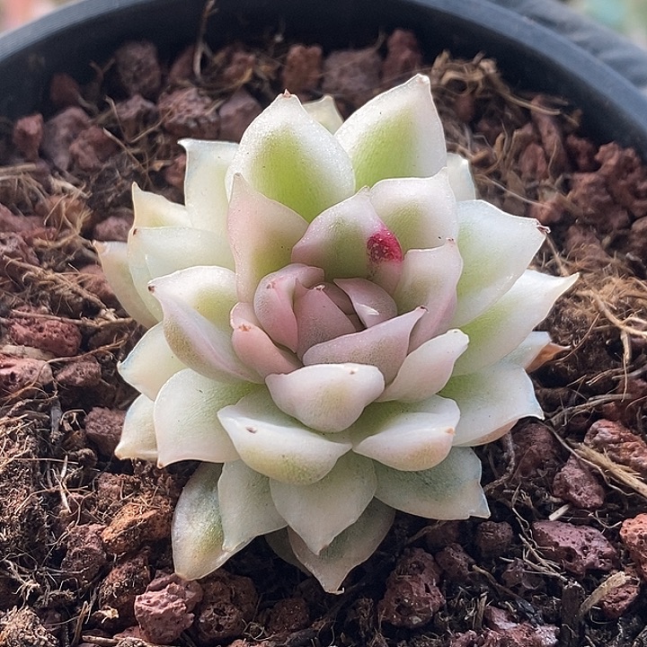 白水晶锦多肉植物