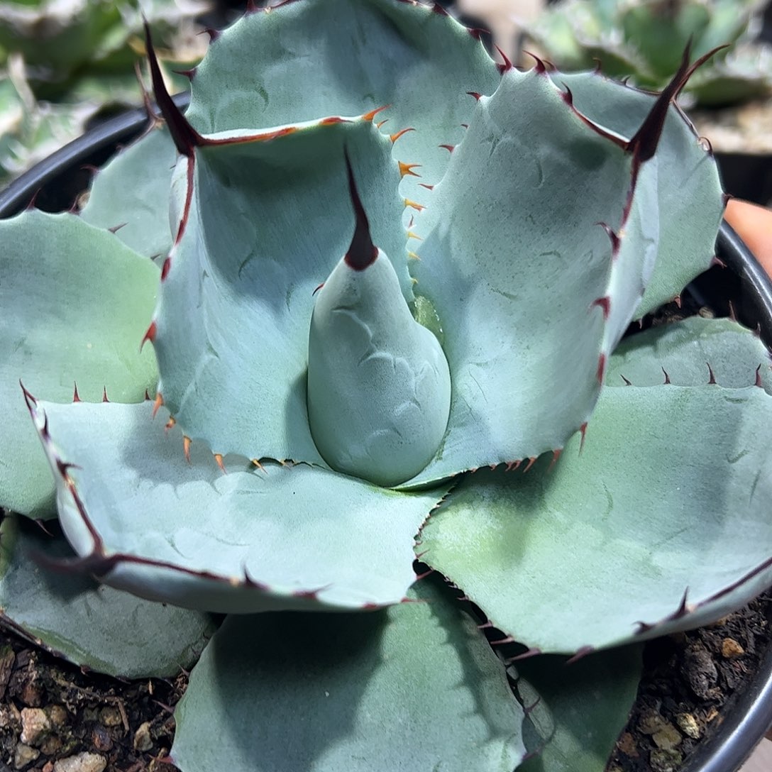 福克斯龙舌兰植物