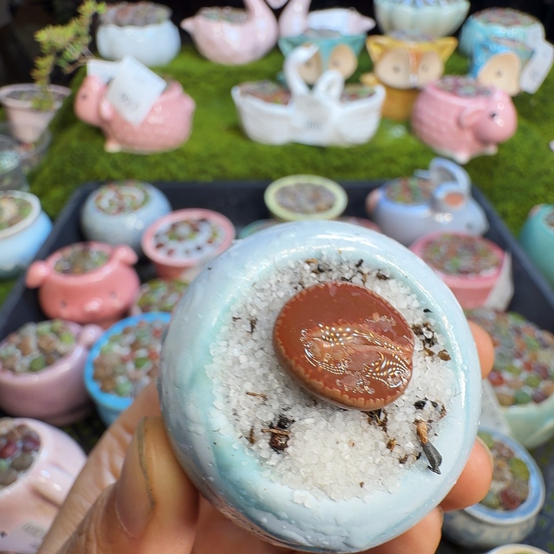 多肉植物福利冲1001