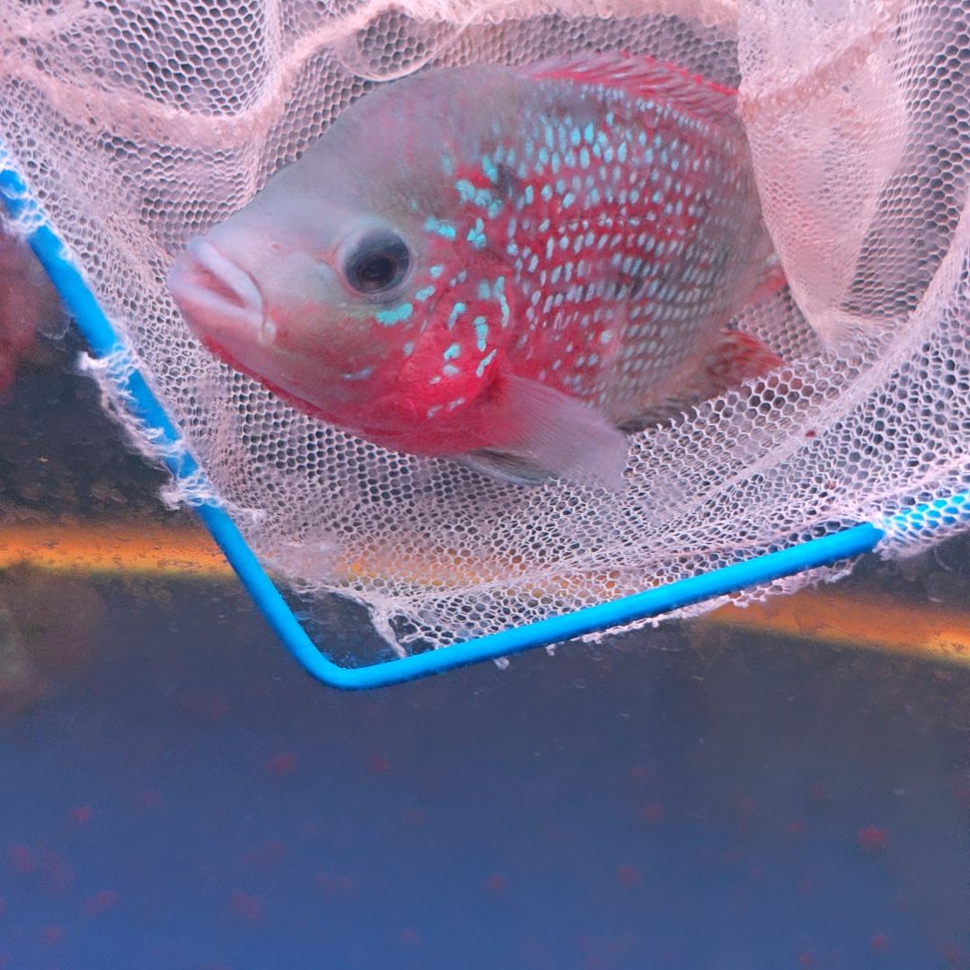 海水鱼淡水热带鱼罗汉鱼大苗