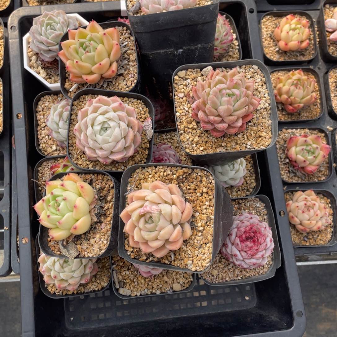 多肉植物十八个精品组200