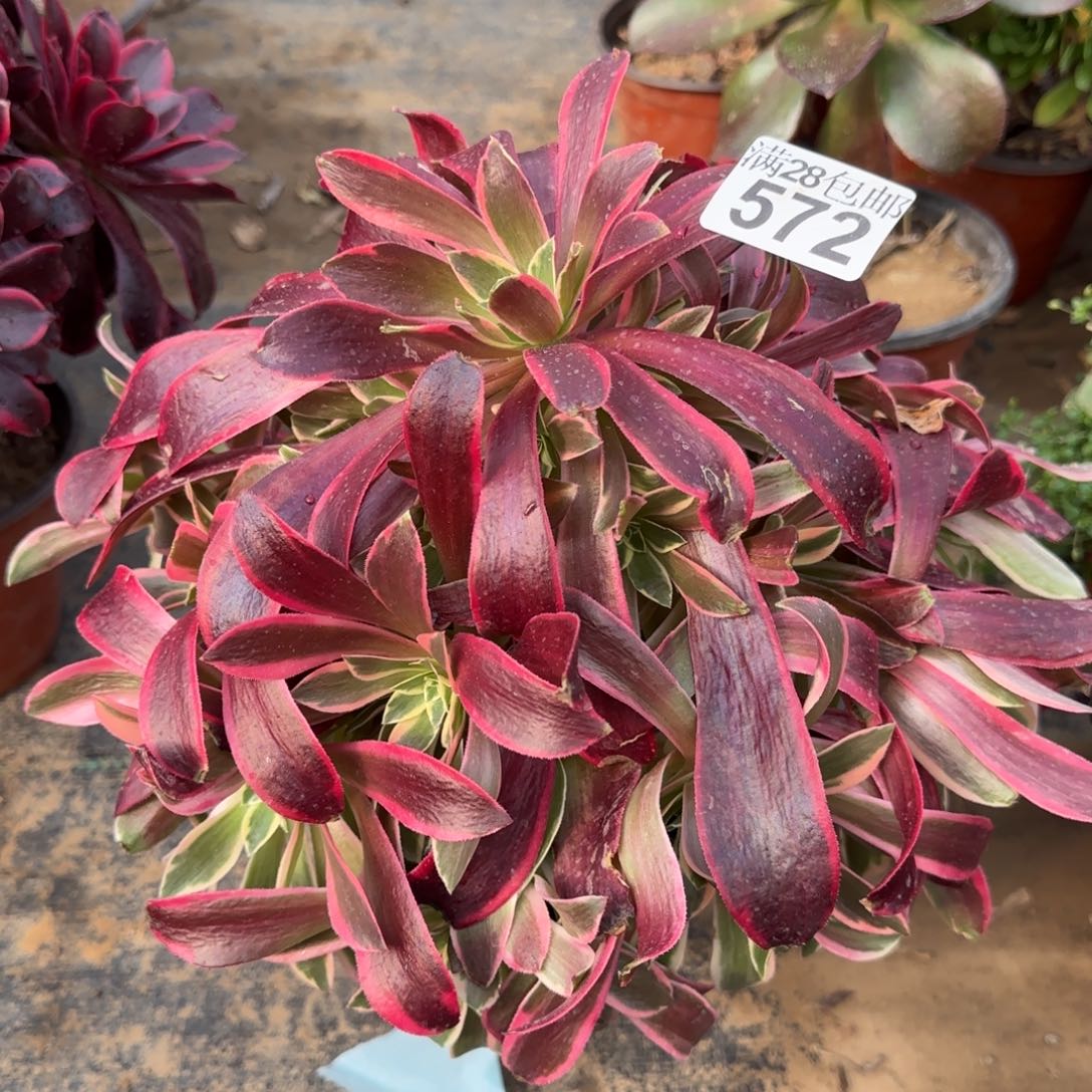 金丝新桩多肉572满28包邮断枝不包