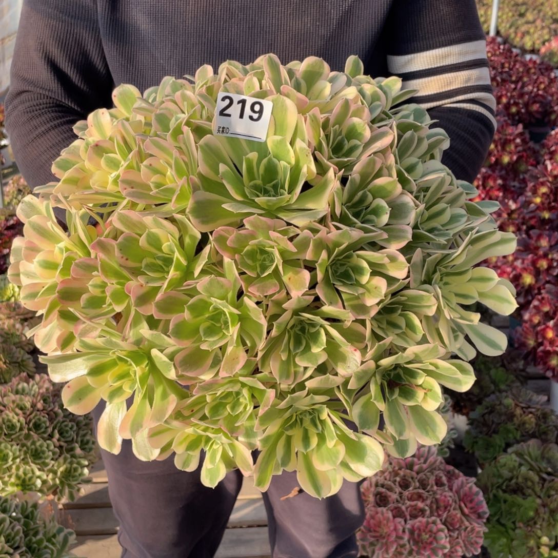 拂****7219白凤多肉植物