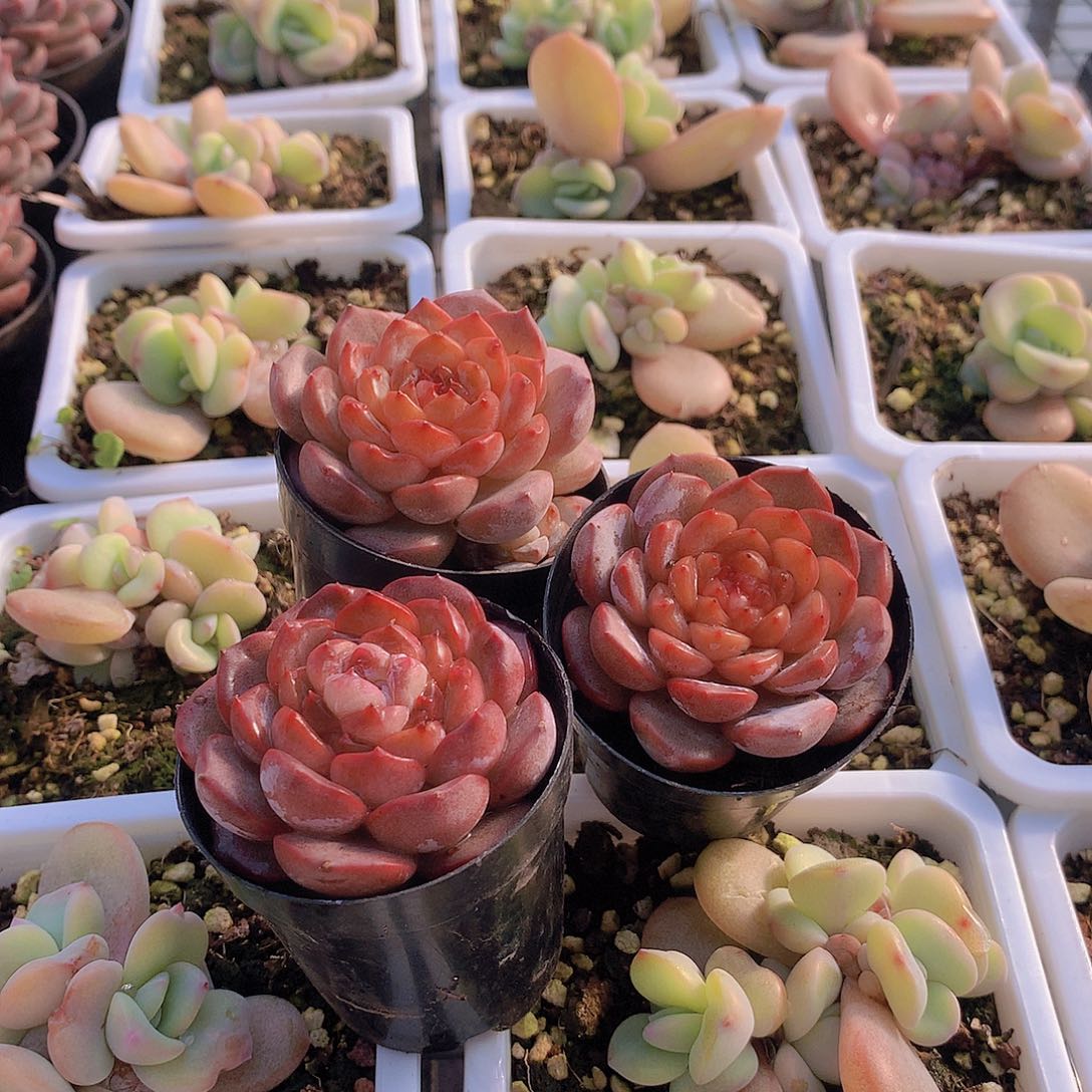 3颗冰魄34568990000