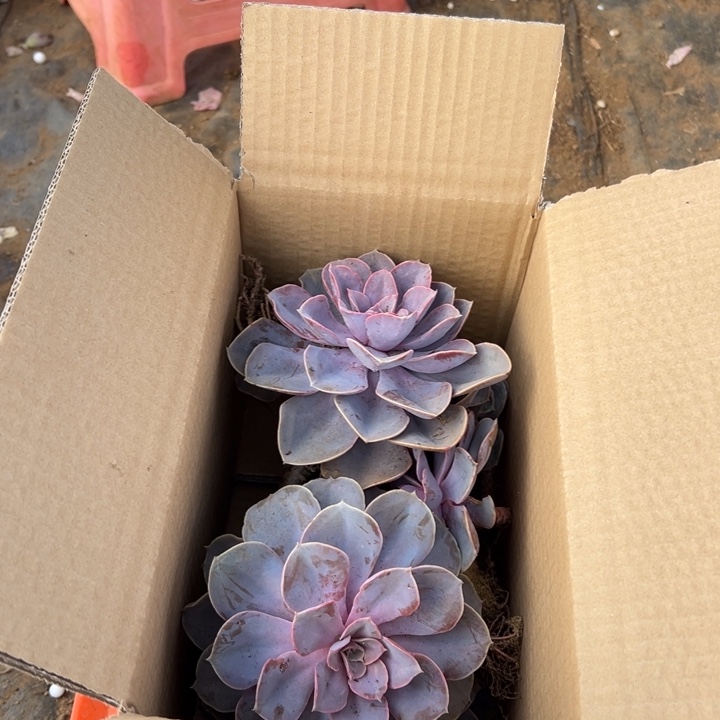 地栽紫珍珠4棵一箱包邮不包损