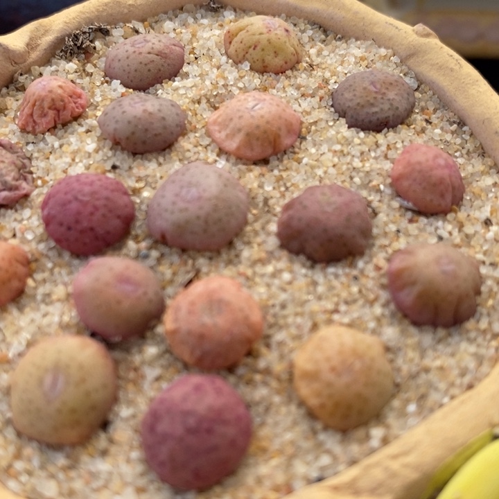 小拳拳一颗买2颗送1