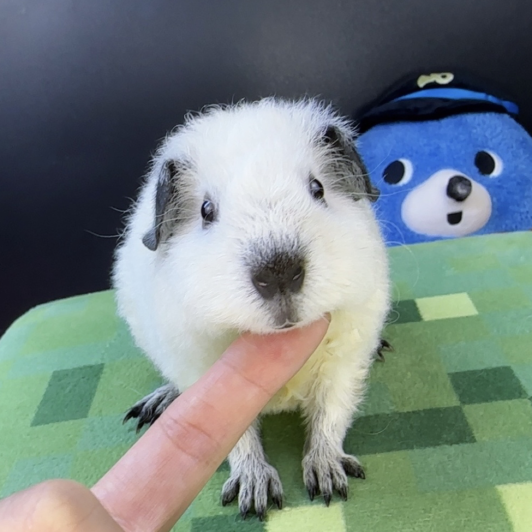 荷兰猪豚鼠天竺鼠