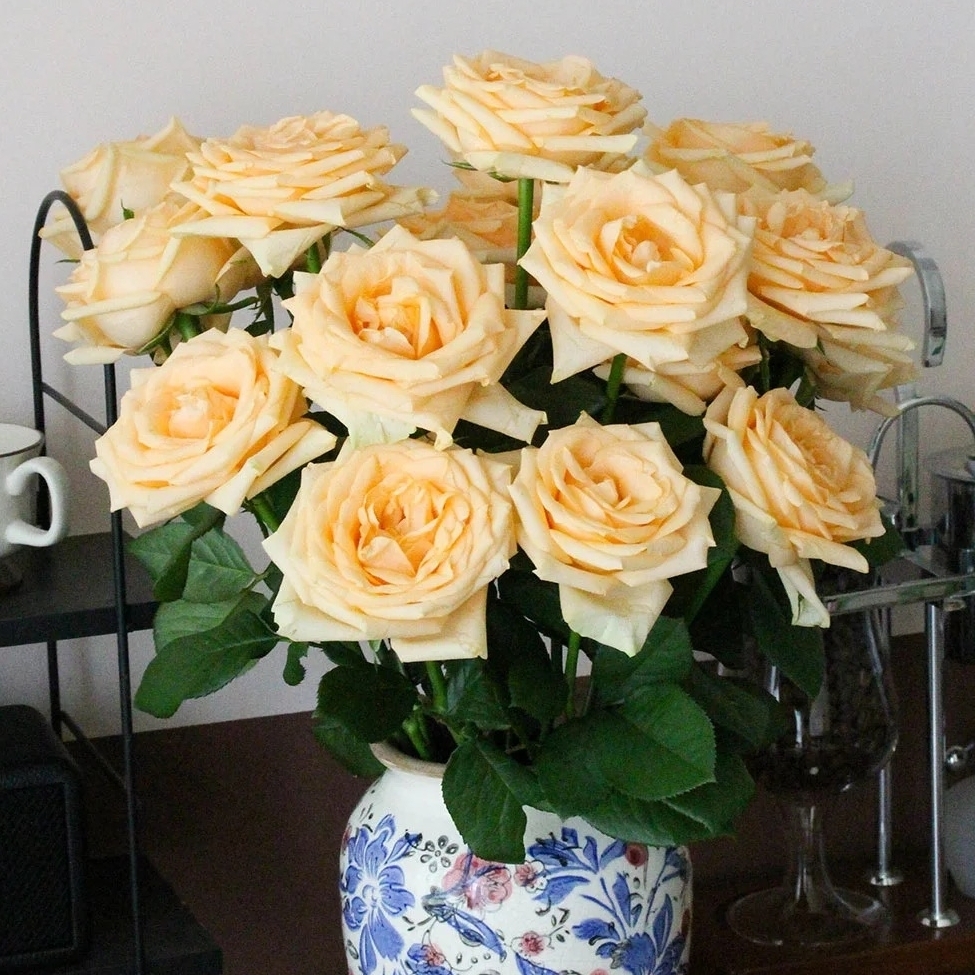 【香槟玫瑰】一单也包邮 云南鲜花直发 室内鲜花 生活鲜花