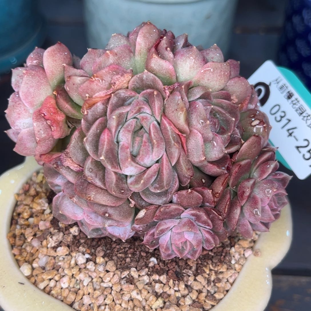 从前慢多肉精选编号0314.259