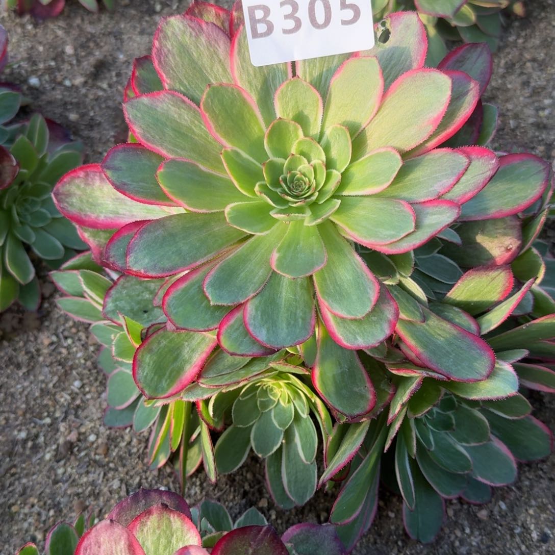 305粉花妖。 多肉植物