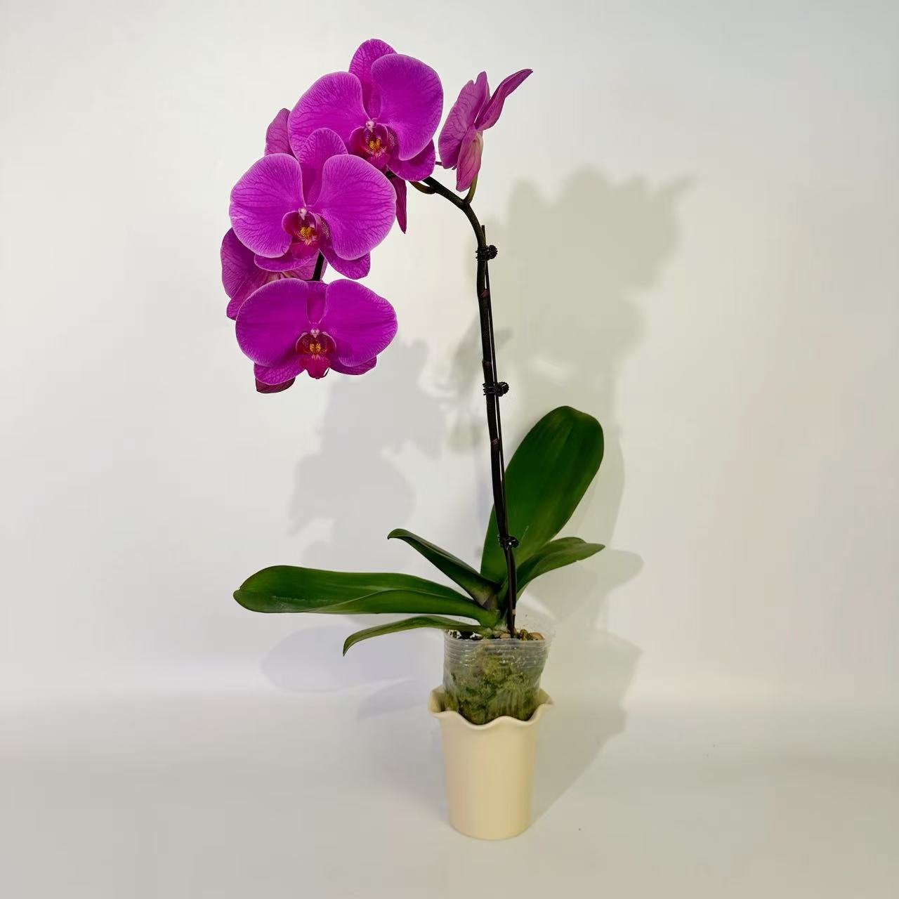 【大辣椒】蝴蝶兰花卉绿植年宵花乔迁送礼佳品