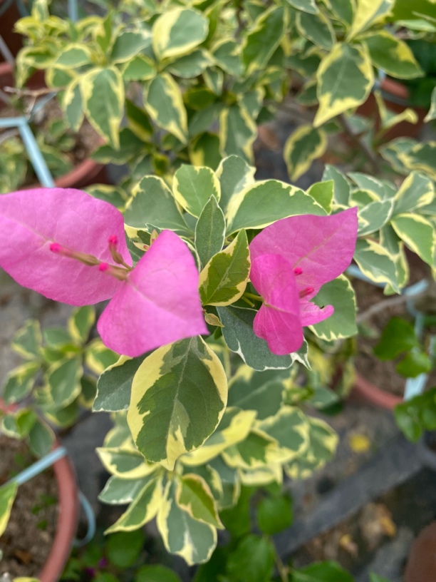 三角梅金边蜡染粉原盆原土带花苞盆栽庭院阳台花园爬藤四季开花