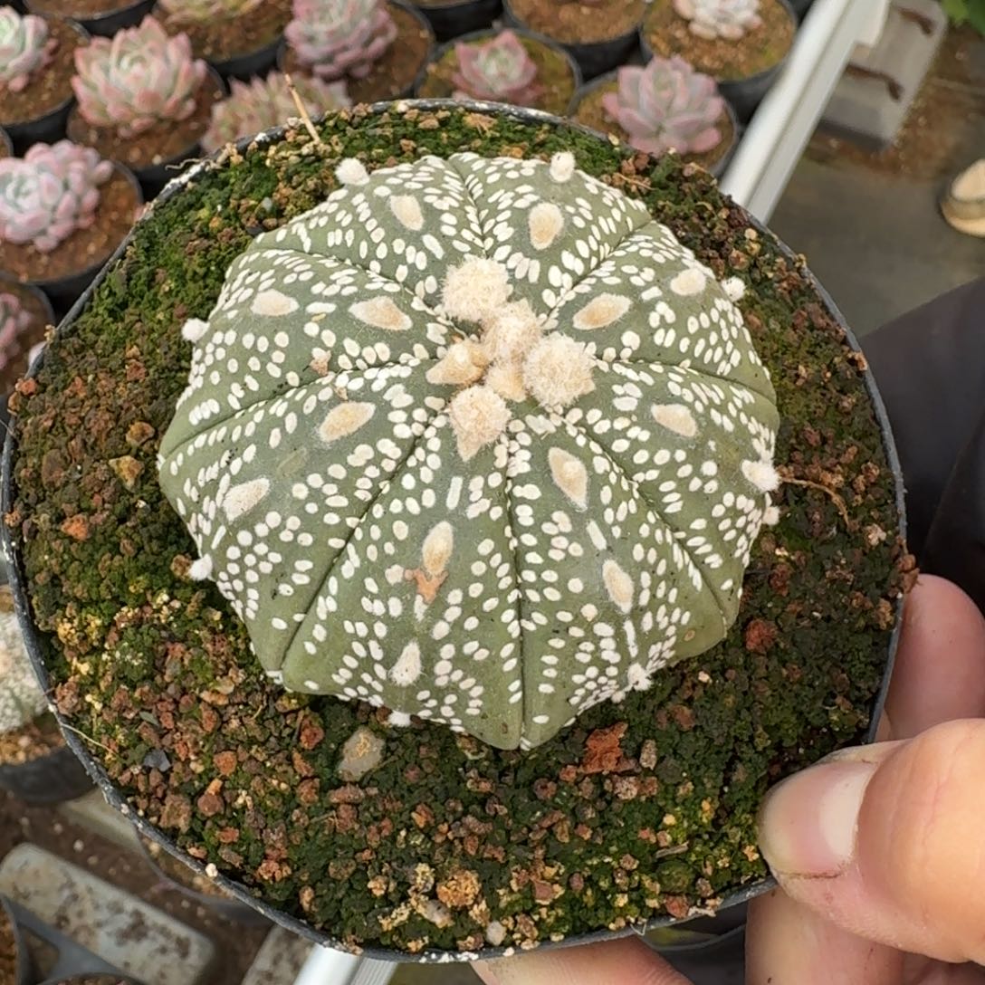 从前慢花园多肉编号-星兜