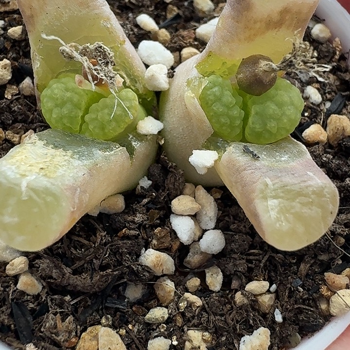 老马生石花双头磁铁2202