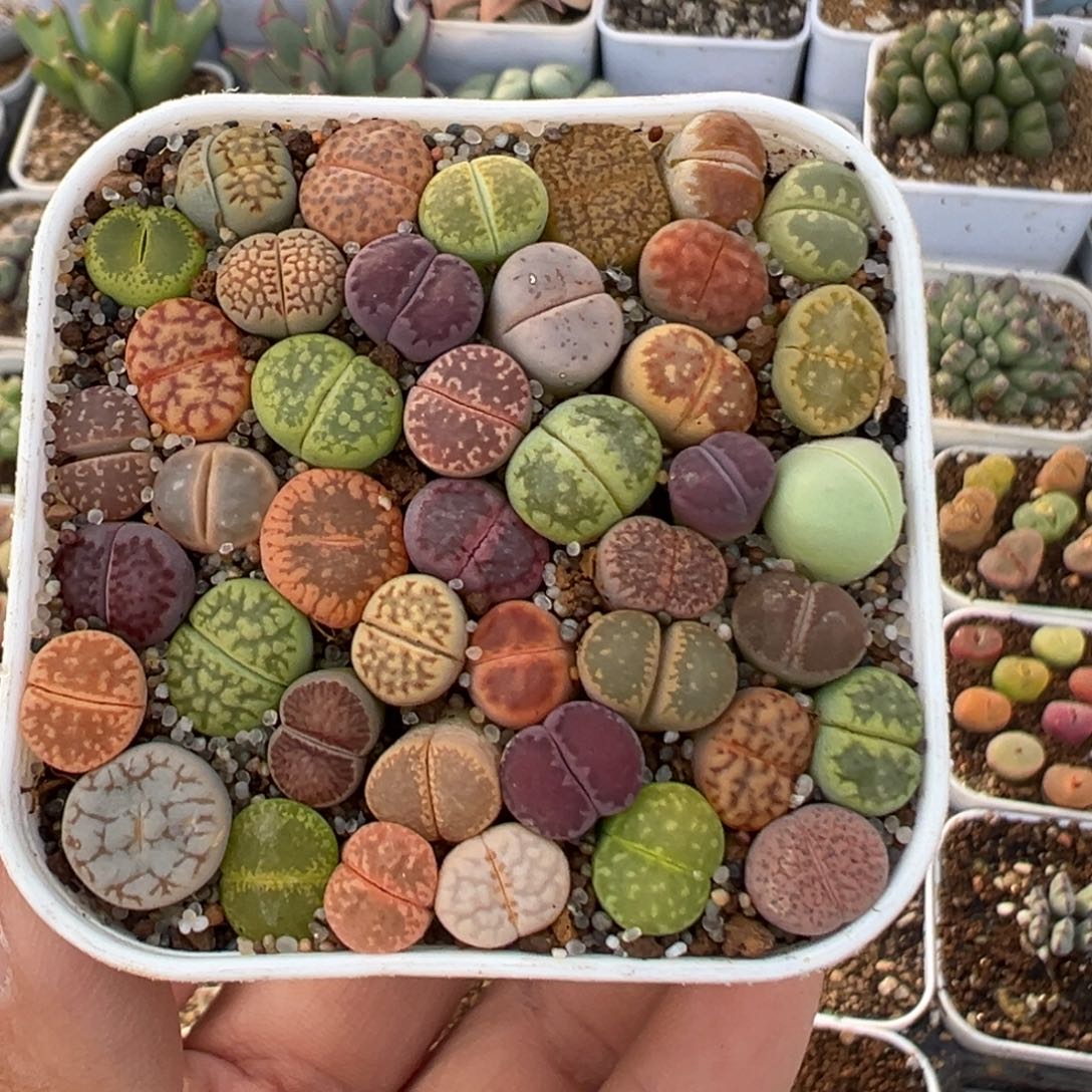 79多肉植物百科植物