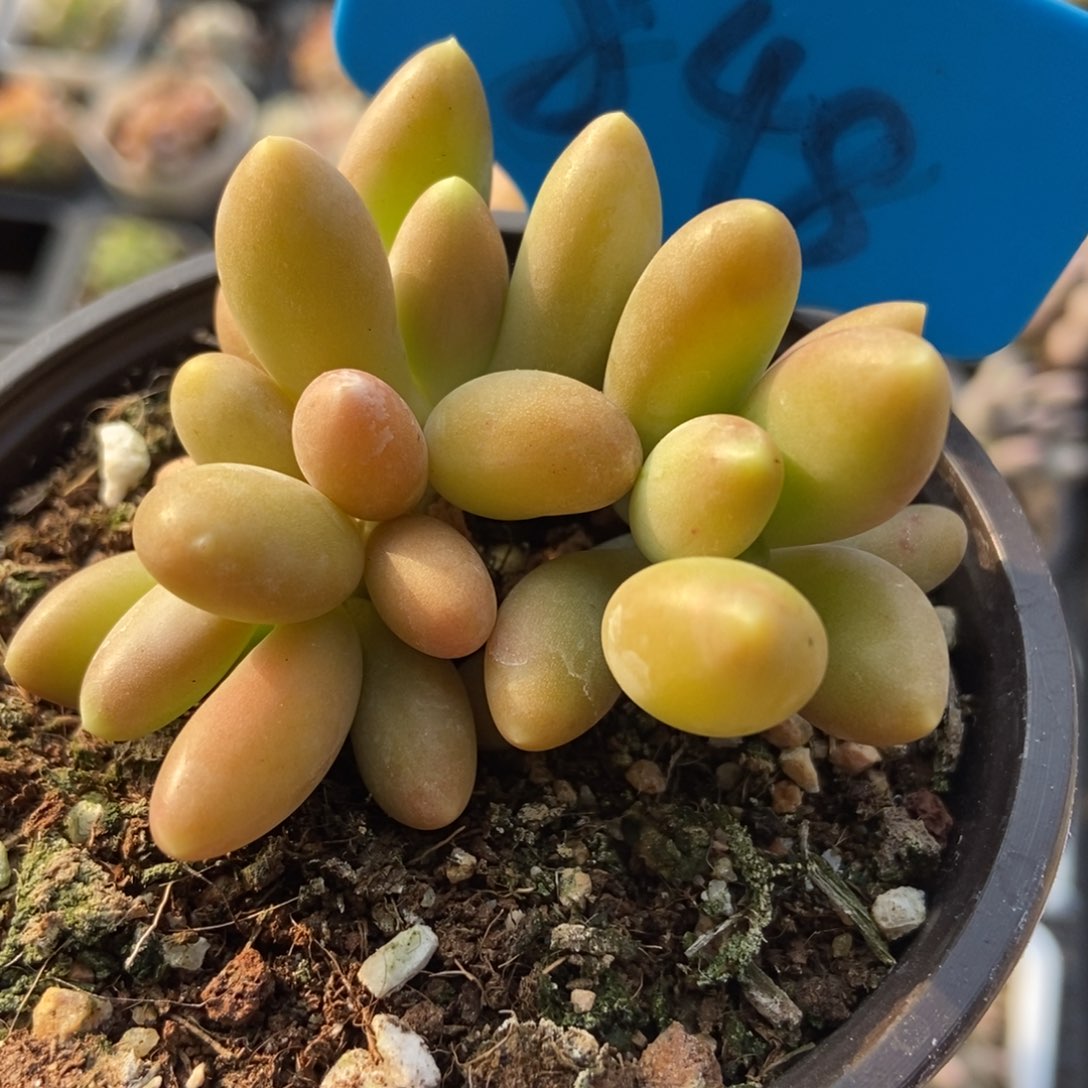 848芒果奶多肉植物保护