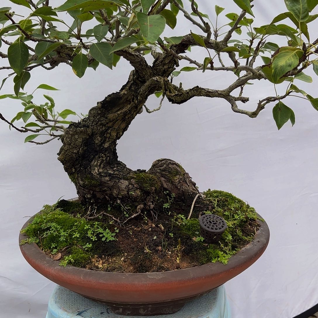 完全开放糖梨盆景造型盆栽花卉