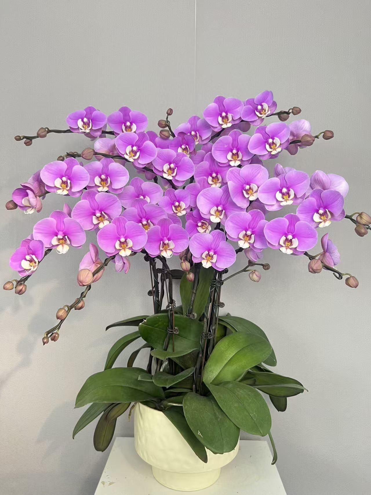 《安娜》蝴蝶兰艺术组盆鲜花摆设高端花卉