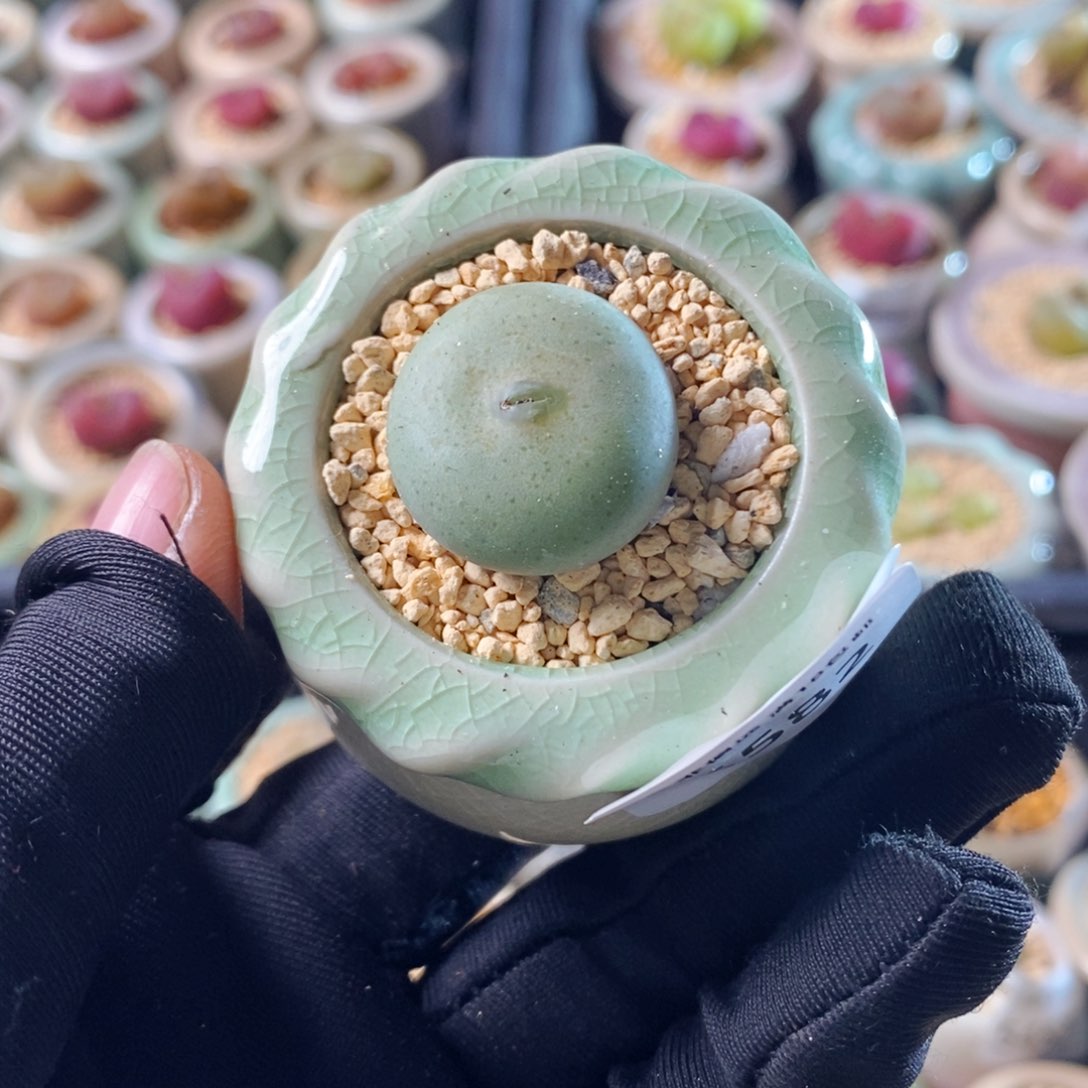 5582--一物一拍 带盆