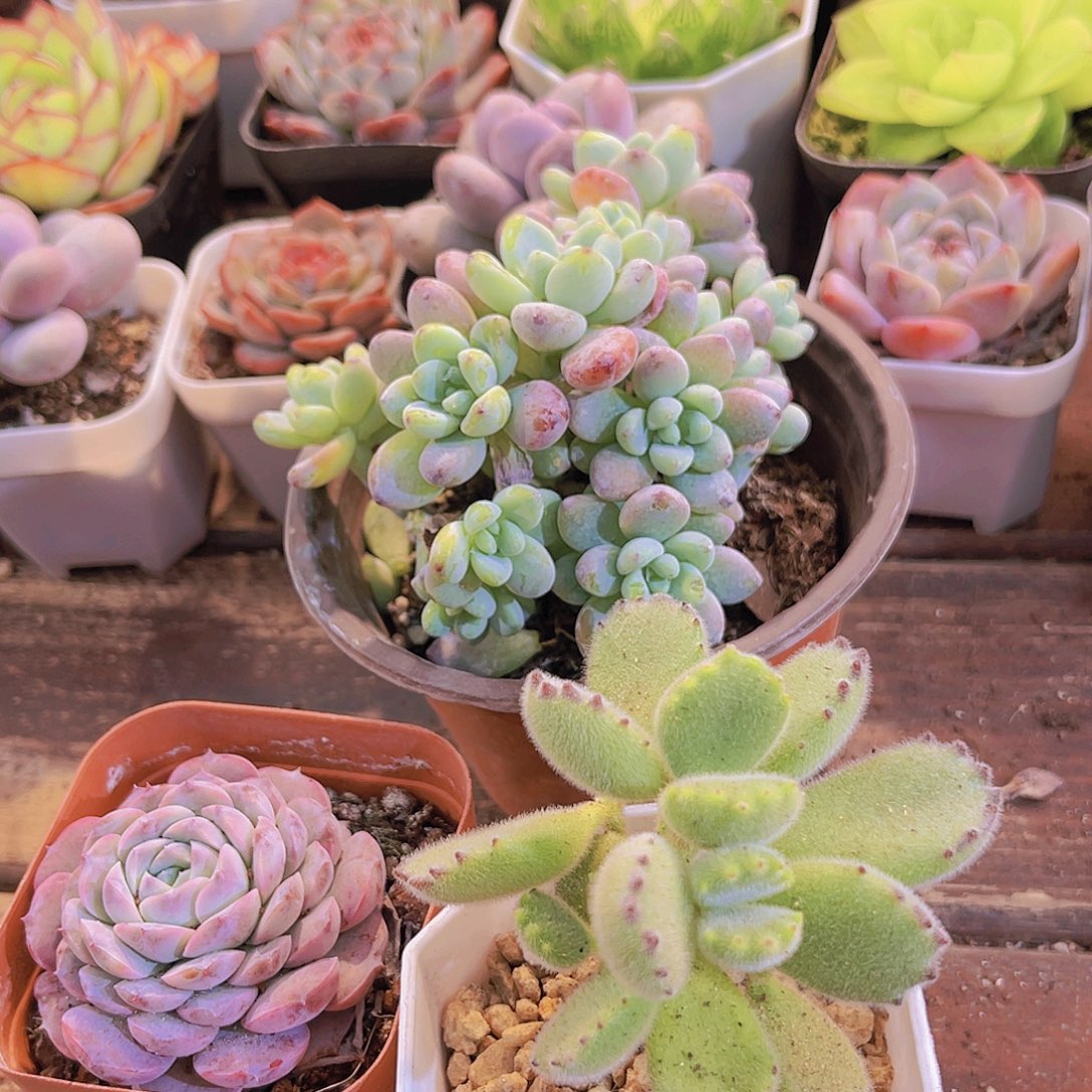 如图3盆111111222233