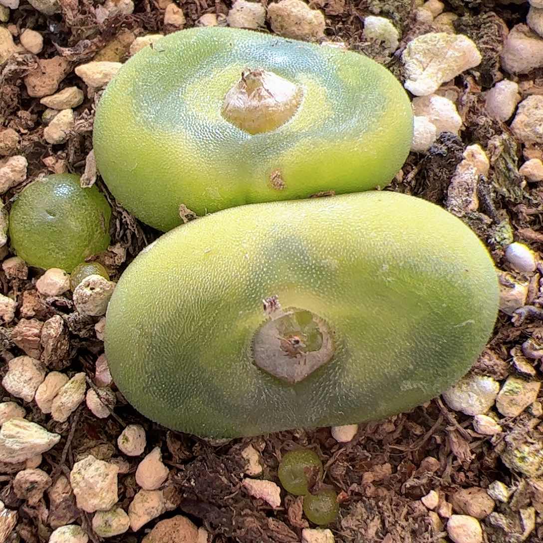 【闪购商品】366 水晶鞋