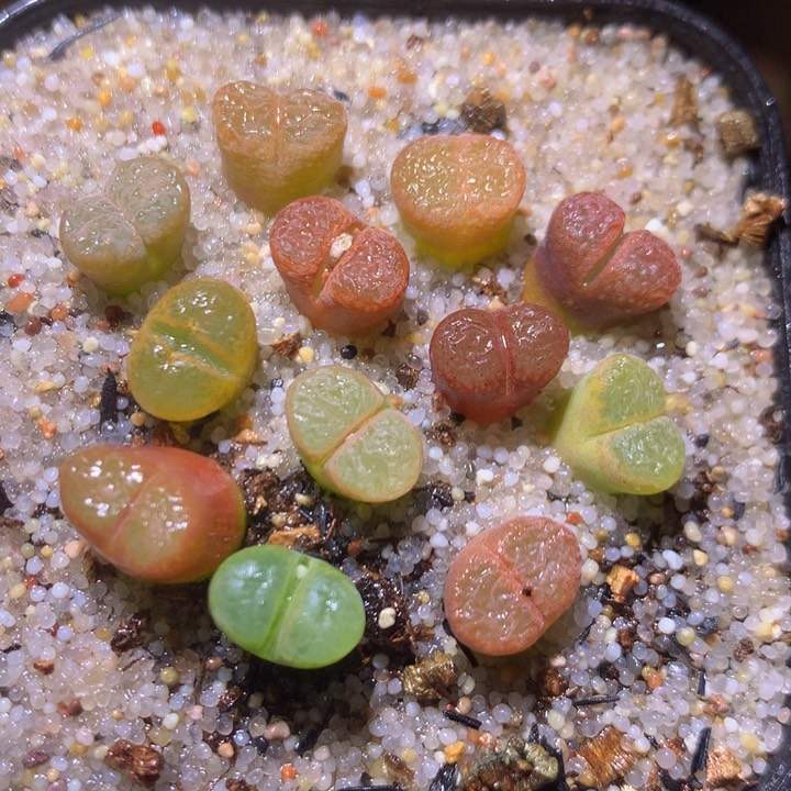 精品生石花25.371